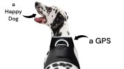 GPRS GSM GPS Pet Finder Waterproof Collar Tracking Device w/ Phone App Size:L