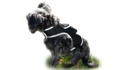 GPS Cat Dog Tracking System Mini Waterproof Rechargeable Pet Tracker Size:L